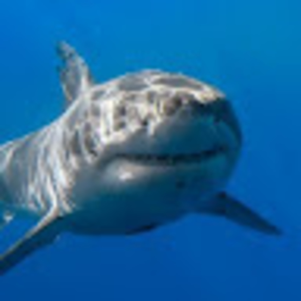 Meet your Posher, Peter